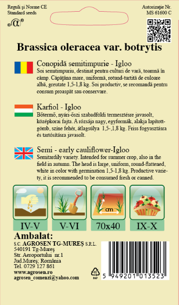 Conopidă semitimpurie - Igloo