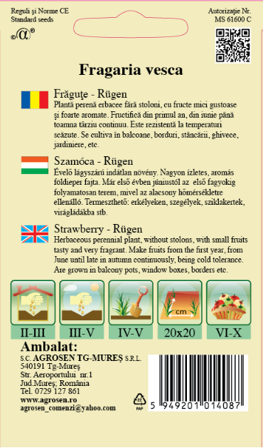 Frăguțe - Rugen