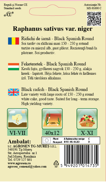 Ridichi de iarnă - Black Spanish Round