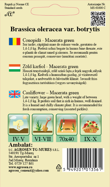 Conopidă verde - Macerată Green