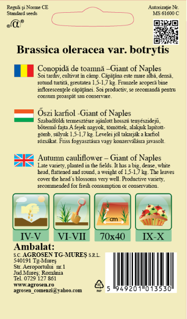 Conopidă toamnă - Giant of Naples