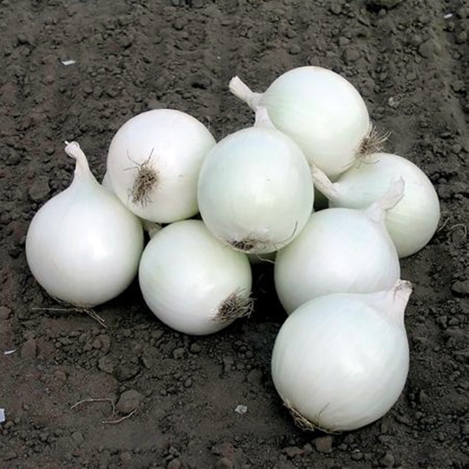 Arpagic alb White Snowball (OLANDA)