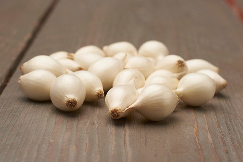 Arpagic alb White Snowball (OLANDA)