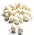 Arpagic alb White Snowball (OLANDA)