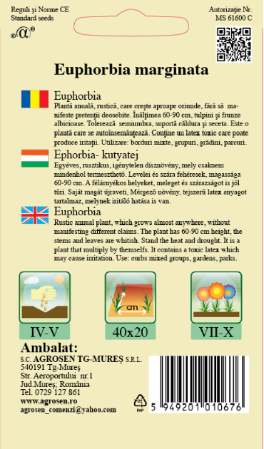 Euphorbia