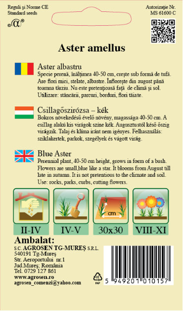 Aster albastru