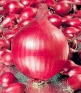 Arpagic roșu Red Karmen/Baron (OLANDA)