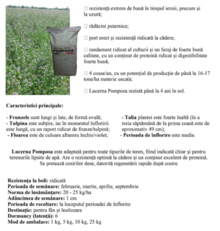 Lucerna Pomposa C1