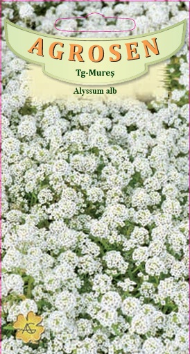 Alyssum alb