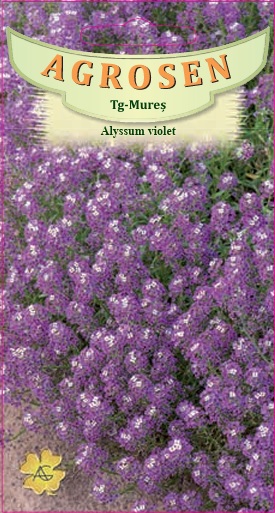Alyssum violet