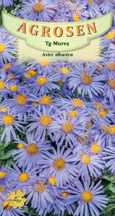 Aster albastru