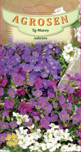Aubrieta