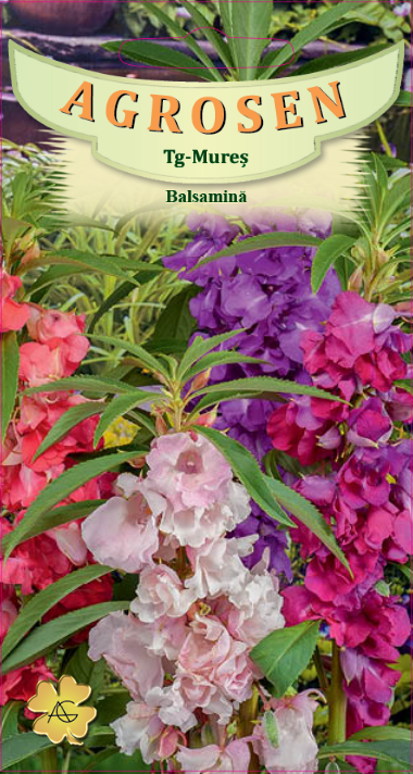 Balsamină