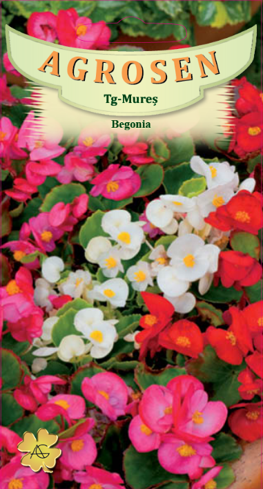 Begonia