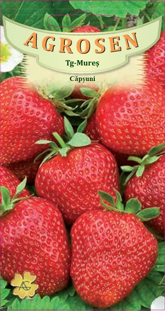 Căpșuni