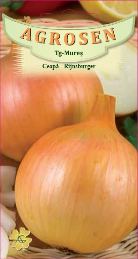 Ceapă - Rijnsburger