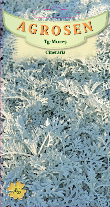 Cineraria
