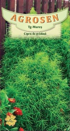 Cipru de grădină