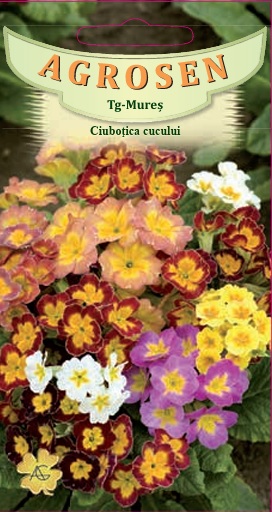 Ciuboțica cucului