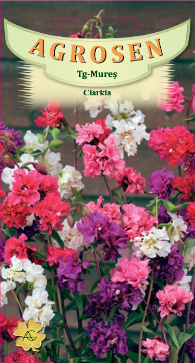 Clarkia