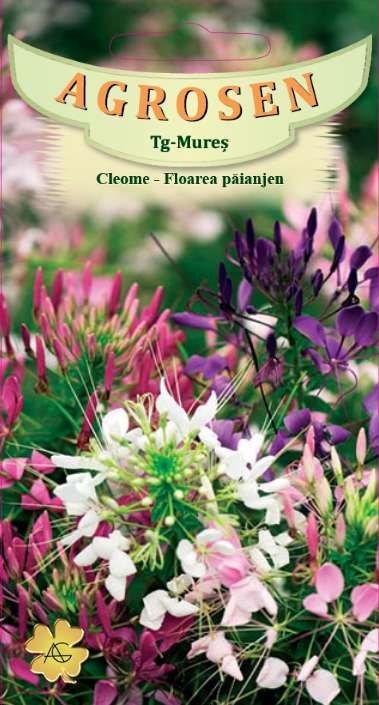 Cleome - Floarea păianjen