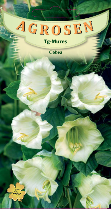 Cobea