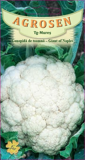 Conopidă toamnă - Giant of Naples