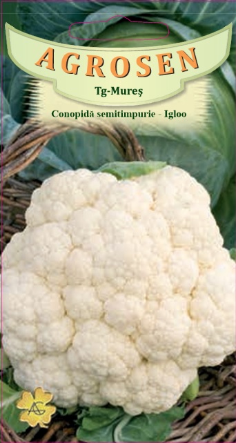 Conopidă semitimpurie - Igloo