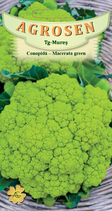 Conopidă verde - Macerată Green