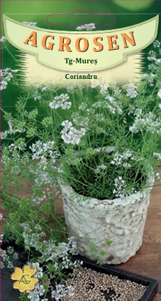 Coriandru