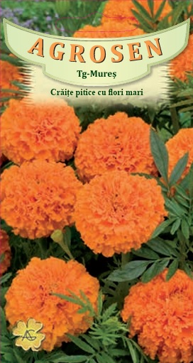 Crăiţe pitice cu flori mari portocalii