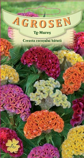 Creasta cocoșului bătută