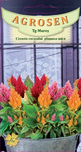 Creasta cocoșului plumosa mică