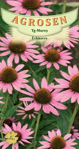 Echinacea