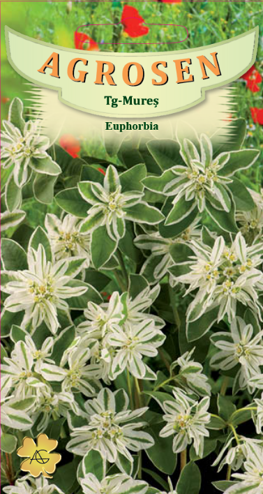 Euphorbia