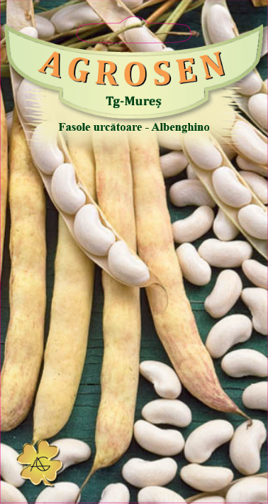Fasole urcătoare - Albenghino