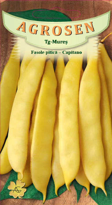 Fasole pitică - Capitano