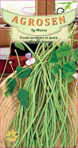 Fasole urcătoare la metru - Metro a Seme