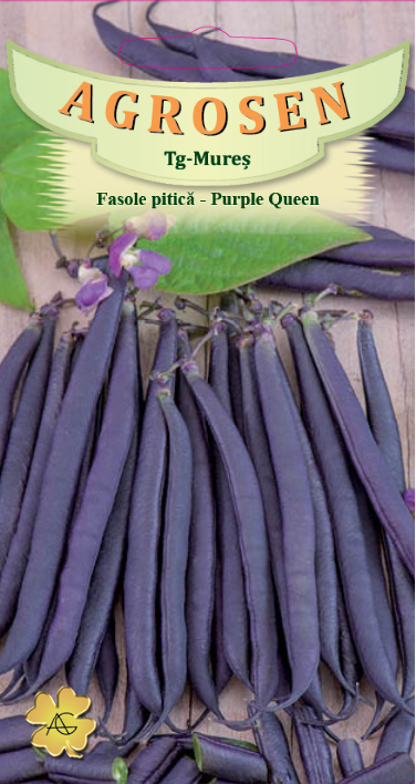 Fasole pitică - Purple Queen
