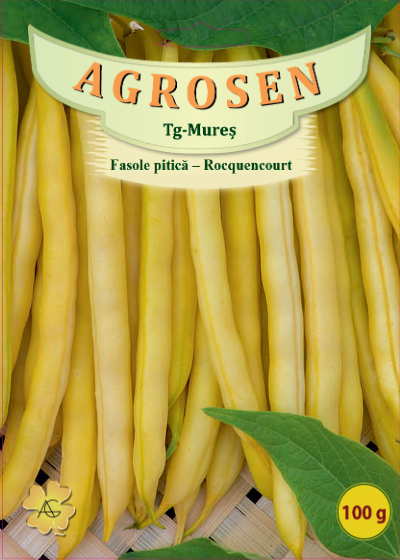 Fasole pitică-Rocquencourt