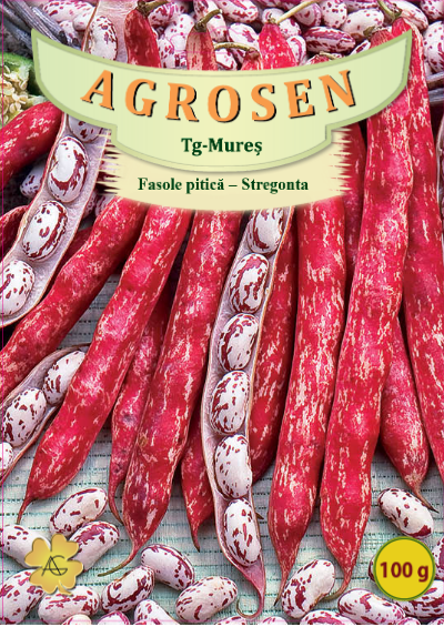 Fasole pitică-Stregonta
