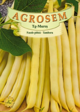 Fasole pitică - Tambora