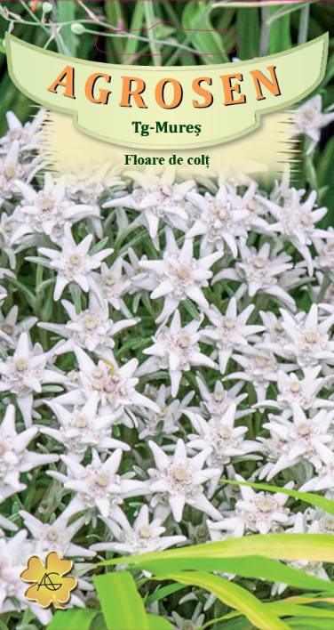 Floare de colț