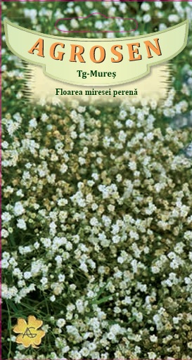 Floarea miresei perenă albă