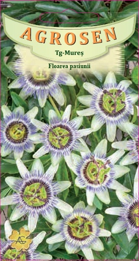 Floarea pasiunii