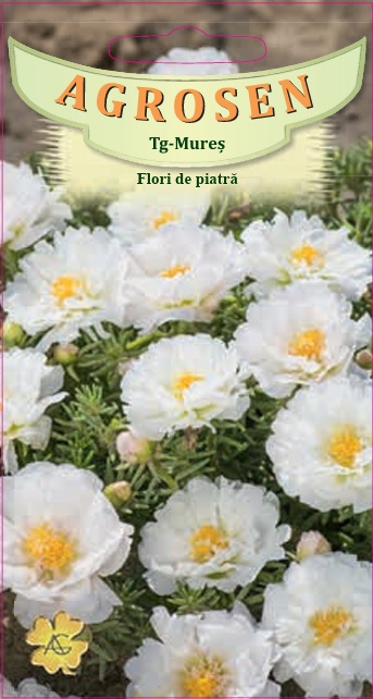 Flori de piatră duble Albe
