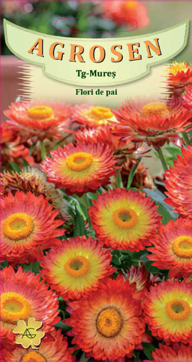 Flori de pai portocalii