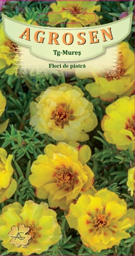 Flori de piatră duble galbene