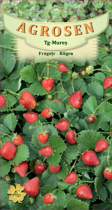 Frăguțe - Rugen