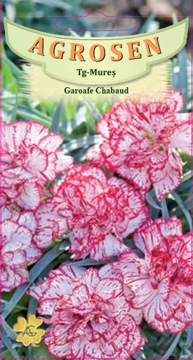 Garoafe Chabaud Bicolore